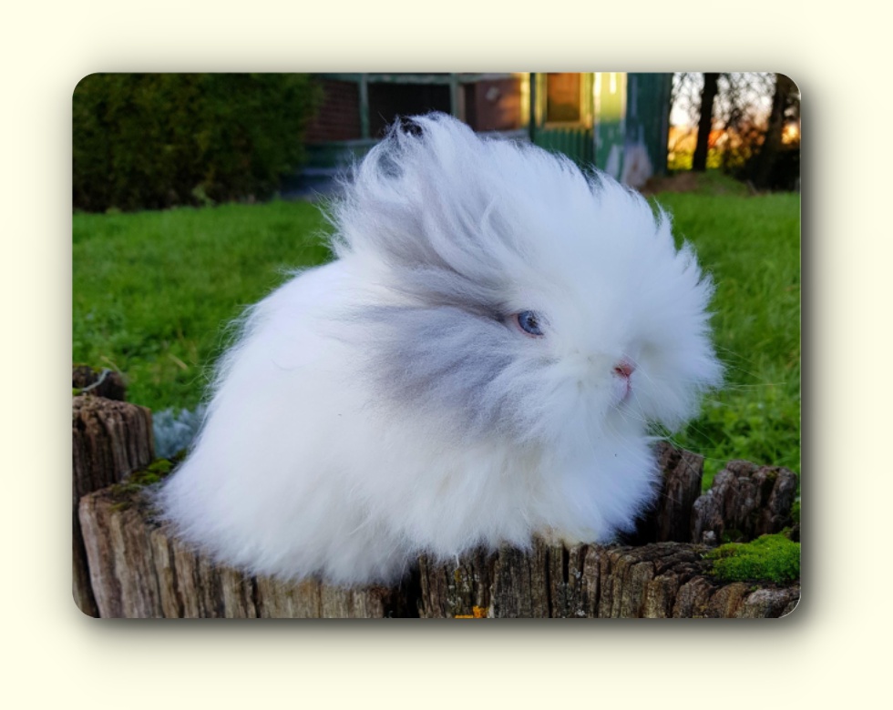 élevage de lapin nain teddy angora