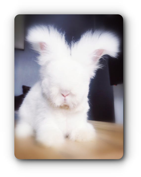 angoras rabbits white full face in france