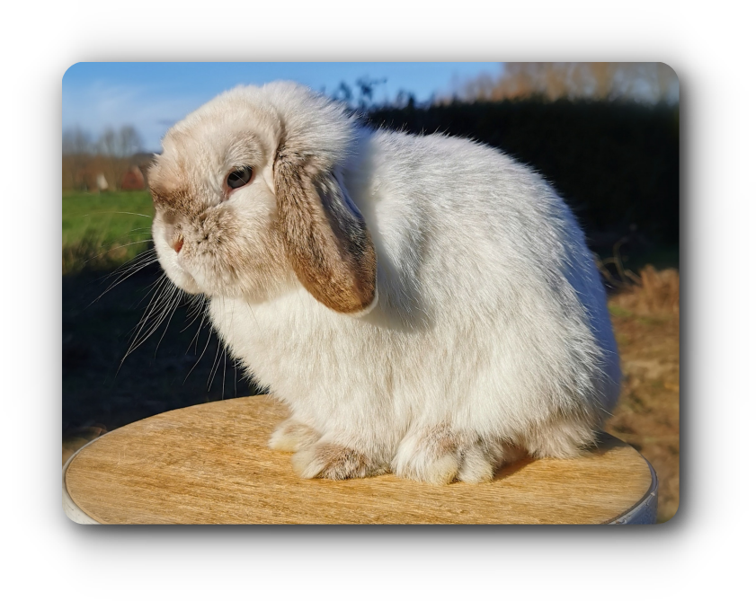 élevage de lapin bélier minilop frosty